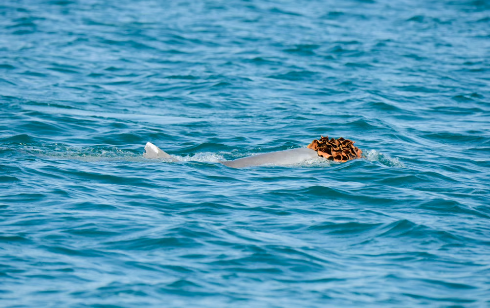 Самців дельфінів помітили у "перуках" з морських губок: науковці пояснили дивну поведінку