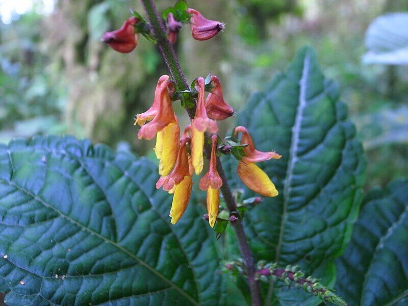 Якій кімнатній рослині не можна цвісти: чому так і що треба зробити