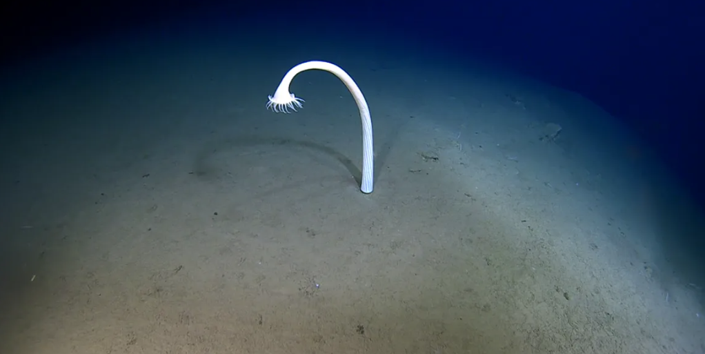 У глибинах Тихого океану знайшли дивних істот: вчені вражені. Фото