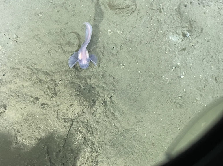 У глибинах Тихого океану знайшли дивних істот: вчені вражені. Фото