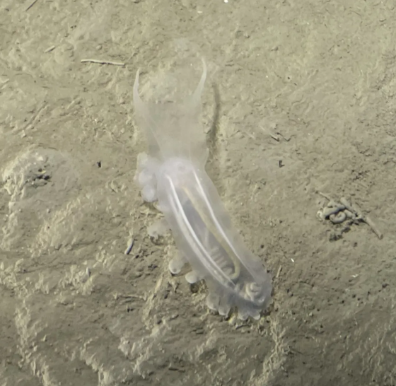 У глибинах Тихого океану знайшли дивних істот: вчені вражені. Фото