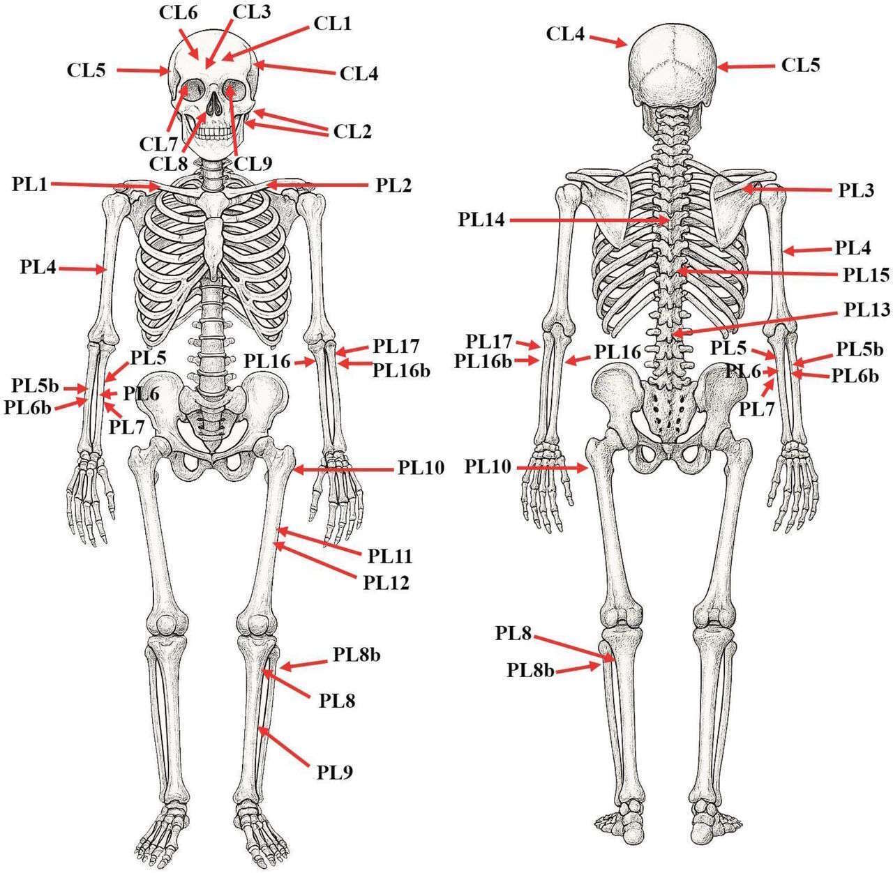 Завдали 26 ударів: вбитий у XIII столітті чоловік виявився сином галицького князя. Фото