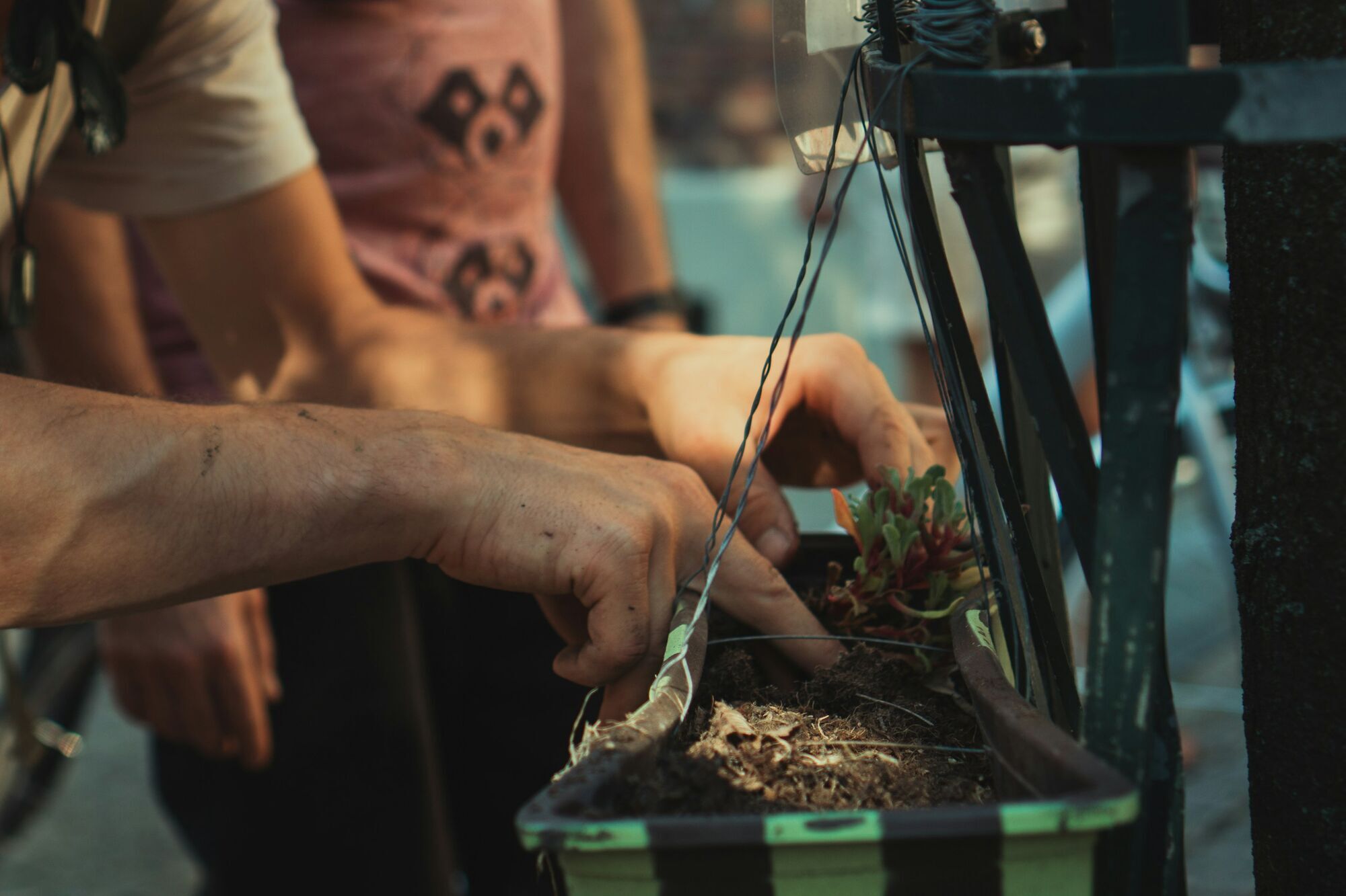 Не лише часник і цибулю: які овочі можна садити під зиму