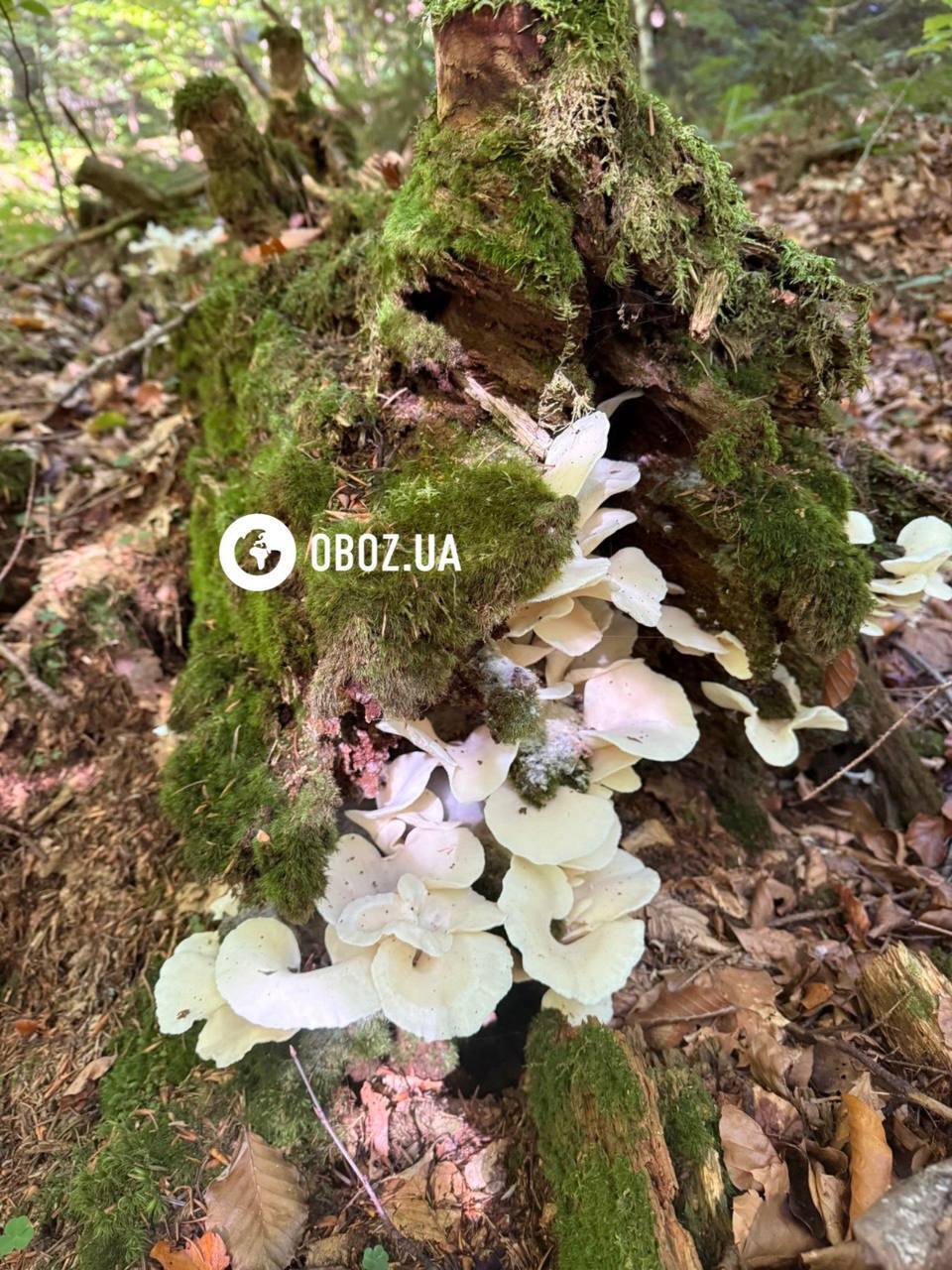 Схожі на метелики: що за гриби ростуть у Карпатах і чи можна їх їсти. Фото