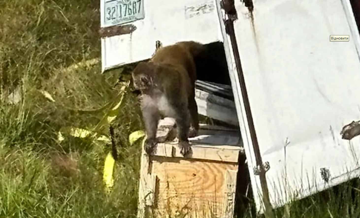 У США з розбитої вантажівки втекли лабораторні мавпи, заражені гепатитом С, герпесом і COVID: деталі інциденту. Фото