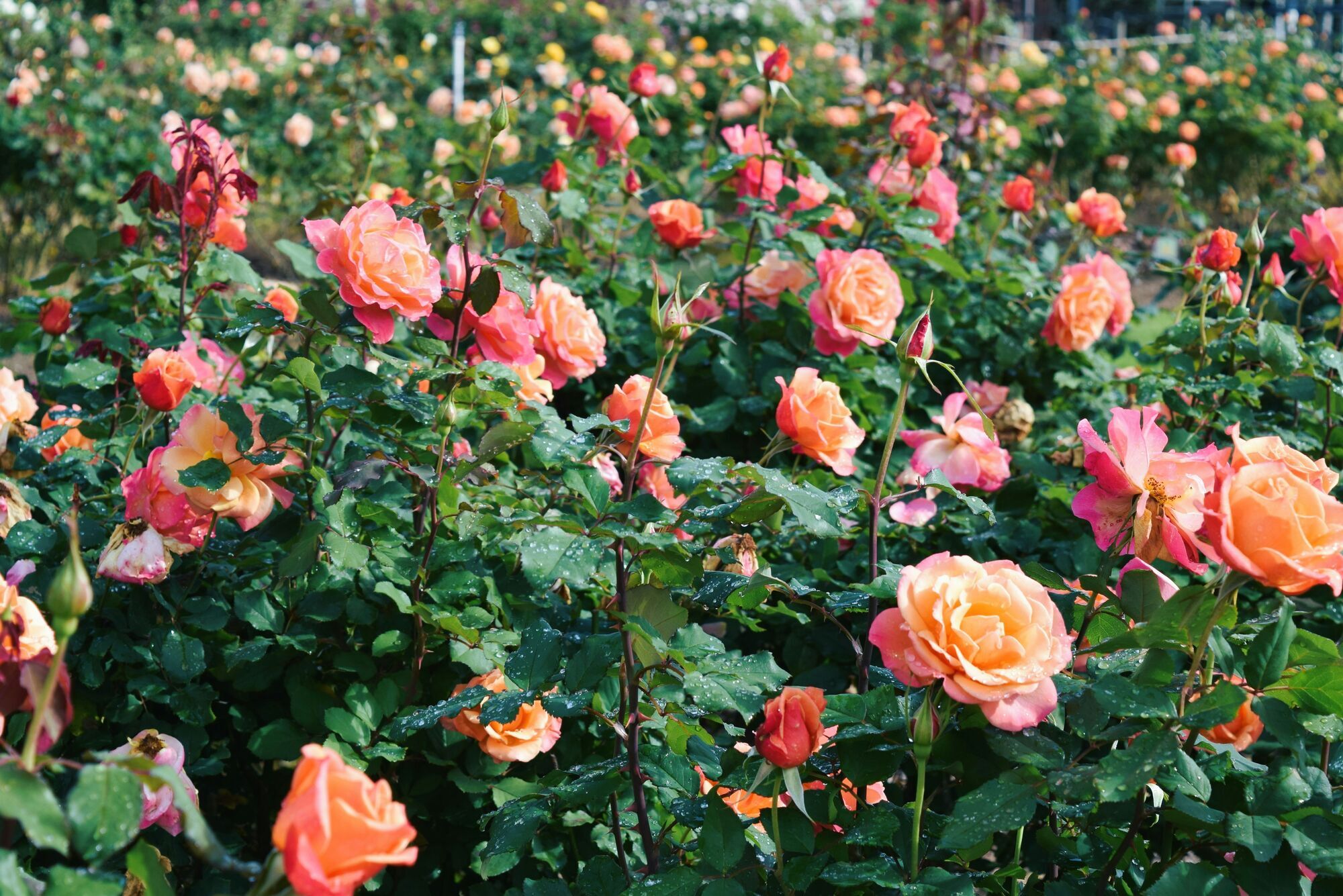 Чим підживити троянди на зиму: поради для новачків
