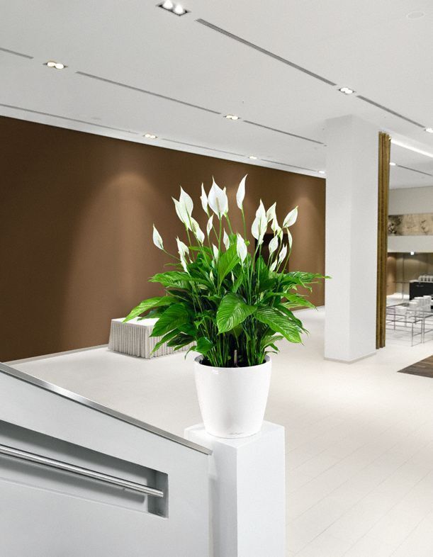 Забудьте о плесени и грибке: какие растения сами очищают воздух в доме