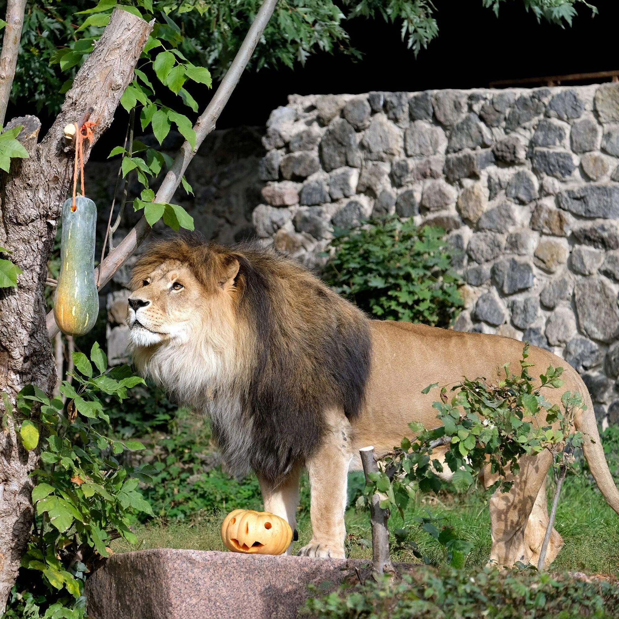 У Київському зоопарку розпочинають сезон Гарбузових вікендів: кого годуватимуть першими. Фото та відео
