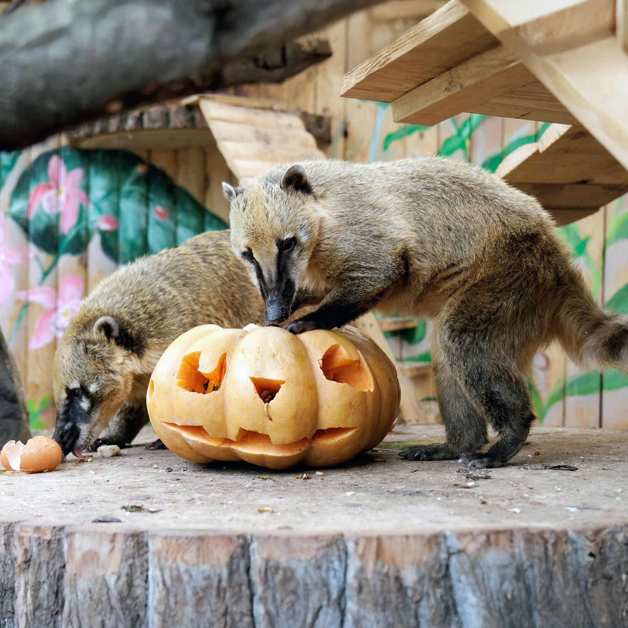 У Київському зоопарку розпочинають сезон Гарбузових вікендів: кого годуватимуть першими. Фото та відео
