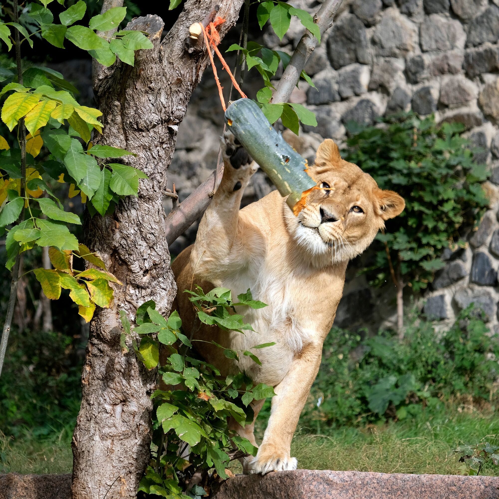 У Київському зоопарку розпочинають сезон Гарбузових вікендів: кого годуватимуть першими. Фото та відео