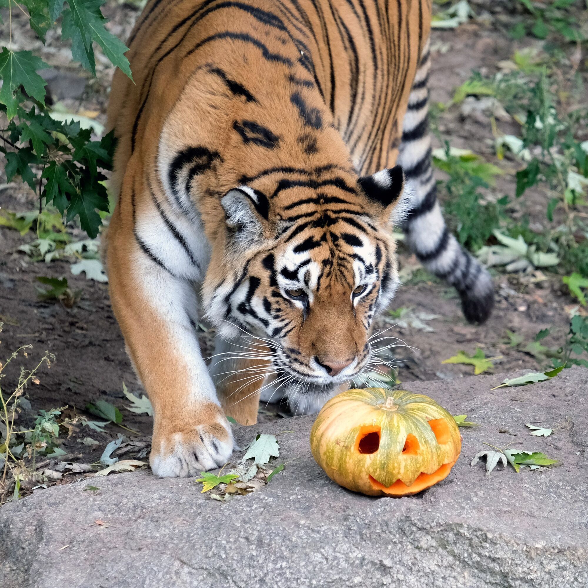 У Київському зоопарку розпочинають сезон Гарбузових вікендів: кого годуватимуть першими. Фото та відео