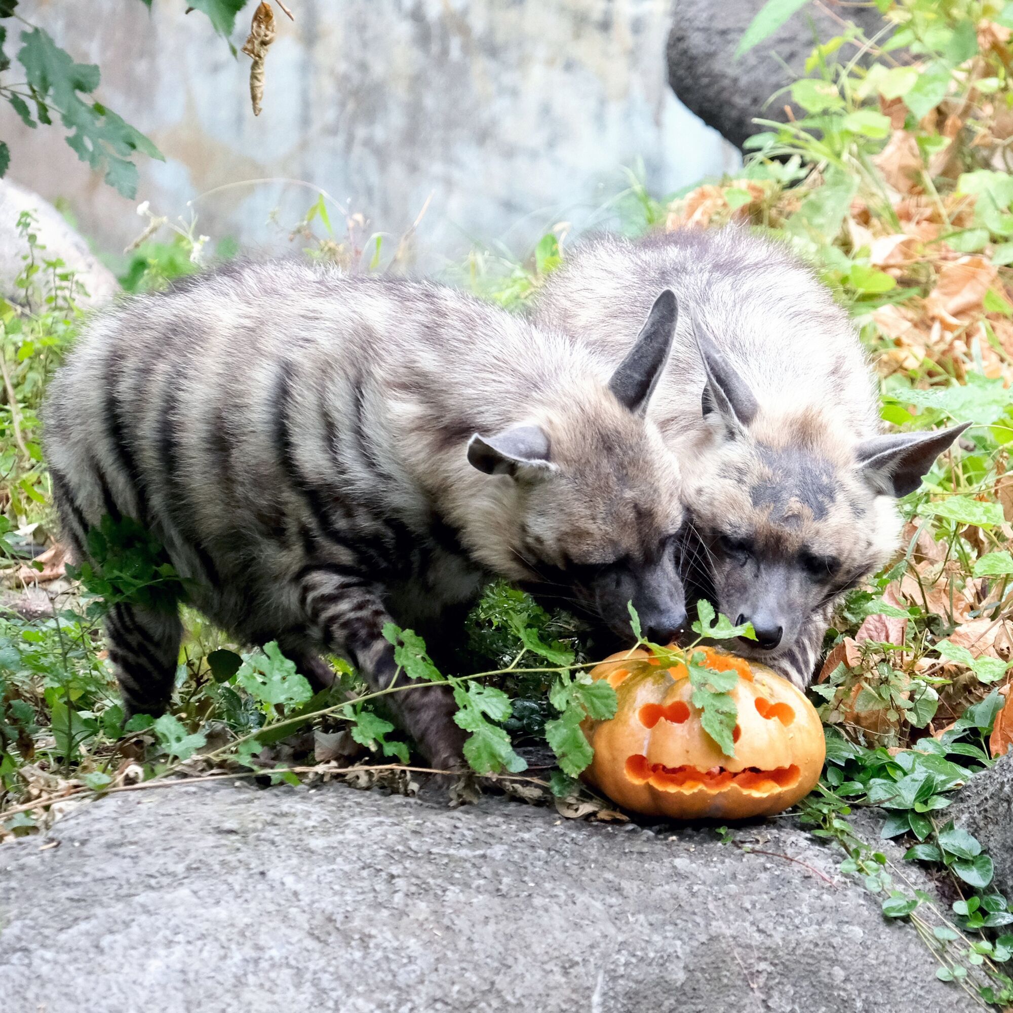 У Київському зоопарку розпочинають сезон Гарбузових вікендів: кого годуватимуть першими. Фото та відео