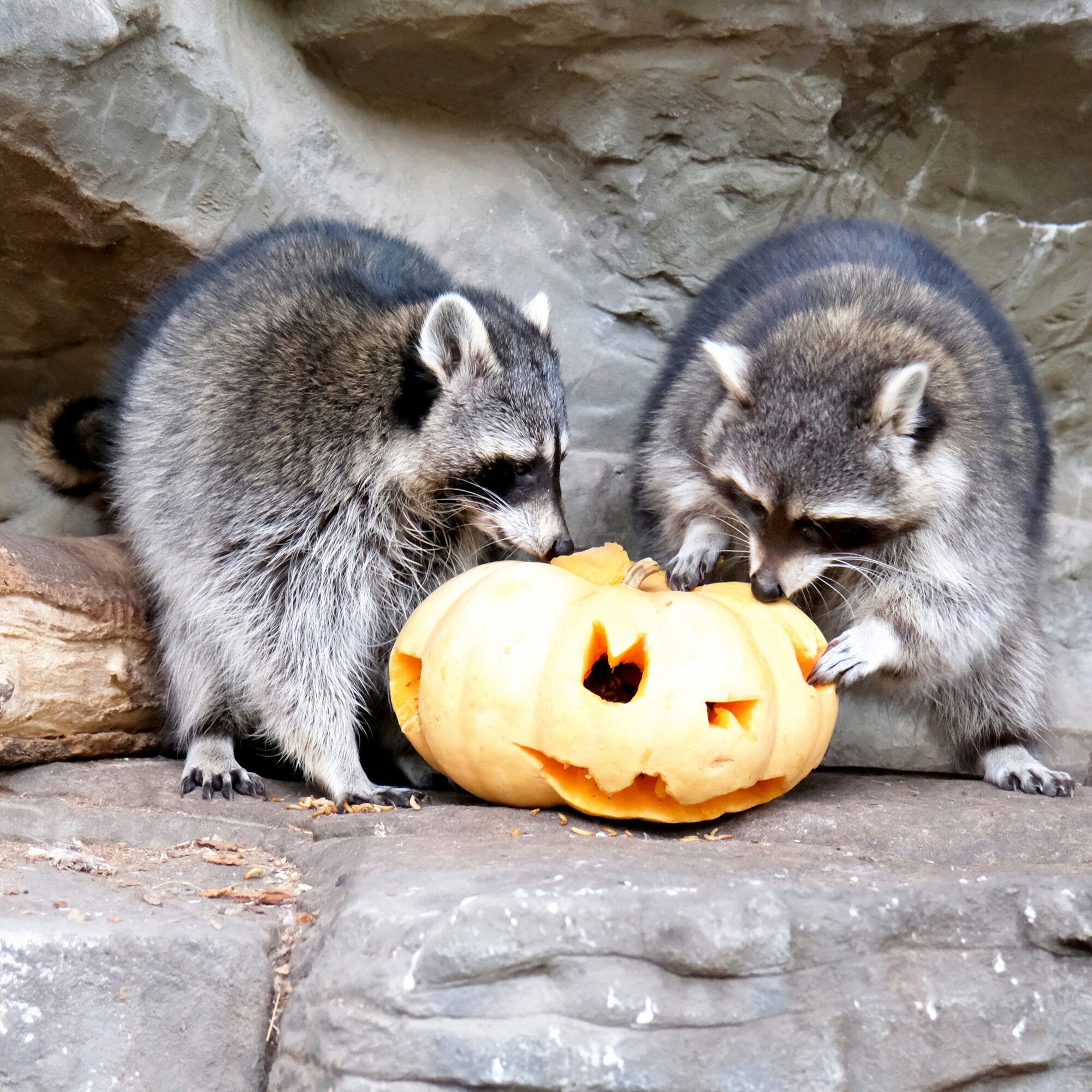 У Київському зоопарку розпочинають сезон Гарбузових вікендів: кого годуватимуть першими. Фото та відео