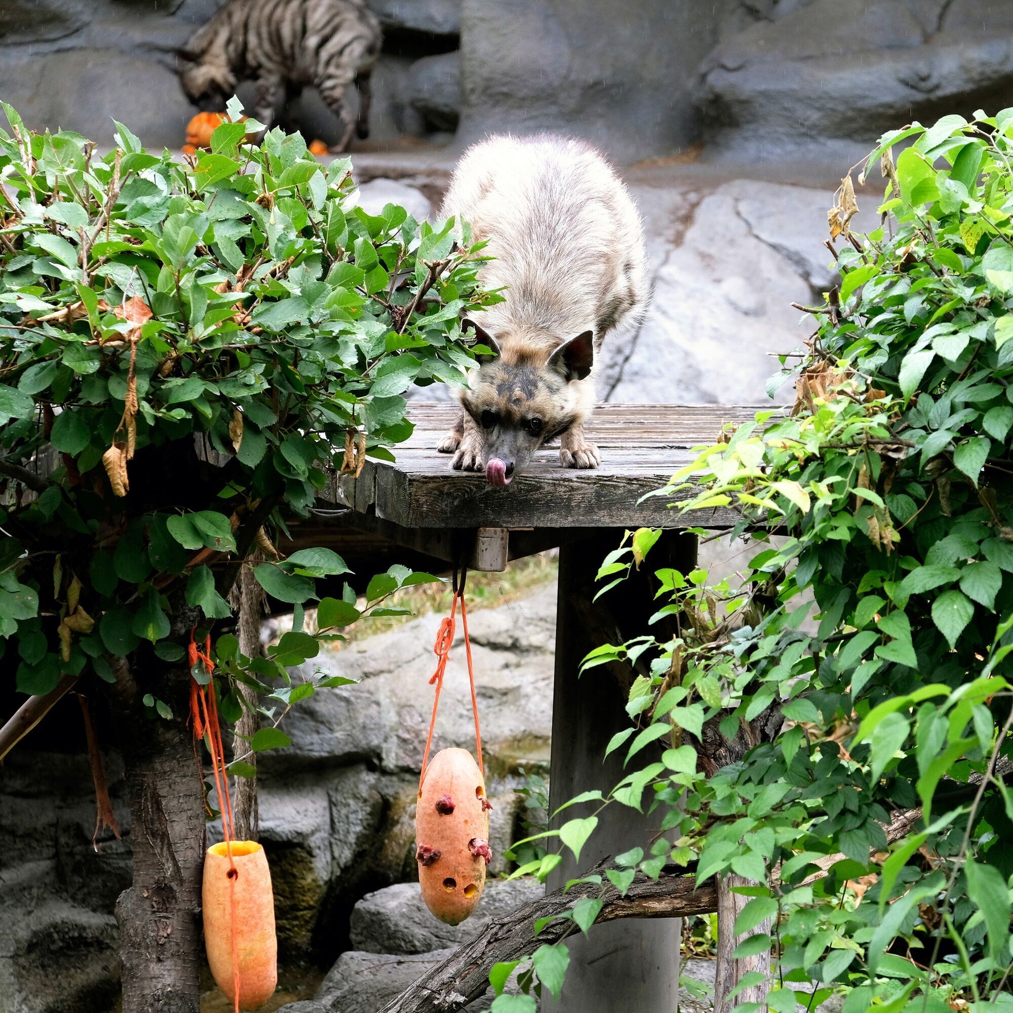 У Київському зоопарку розпочинають сезон Гарбузових вікендів: кого годуватимуть першими. Фото та відео