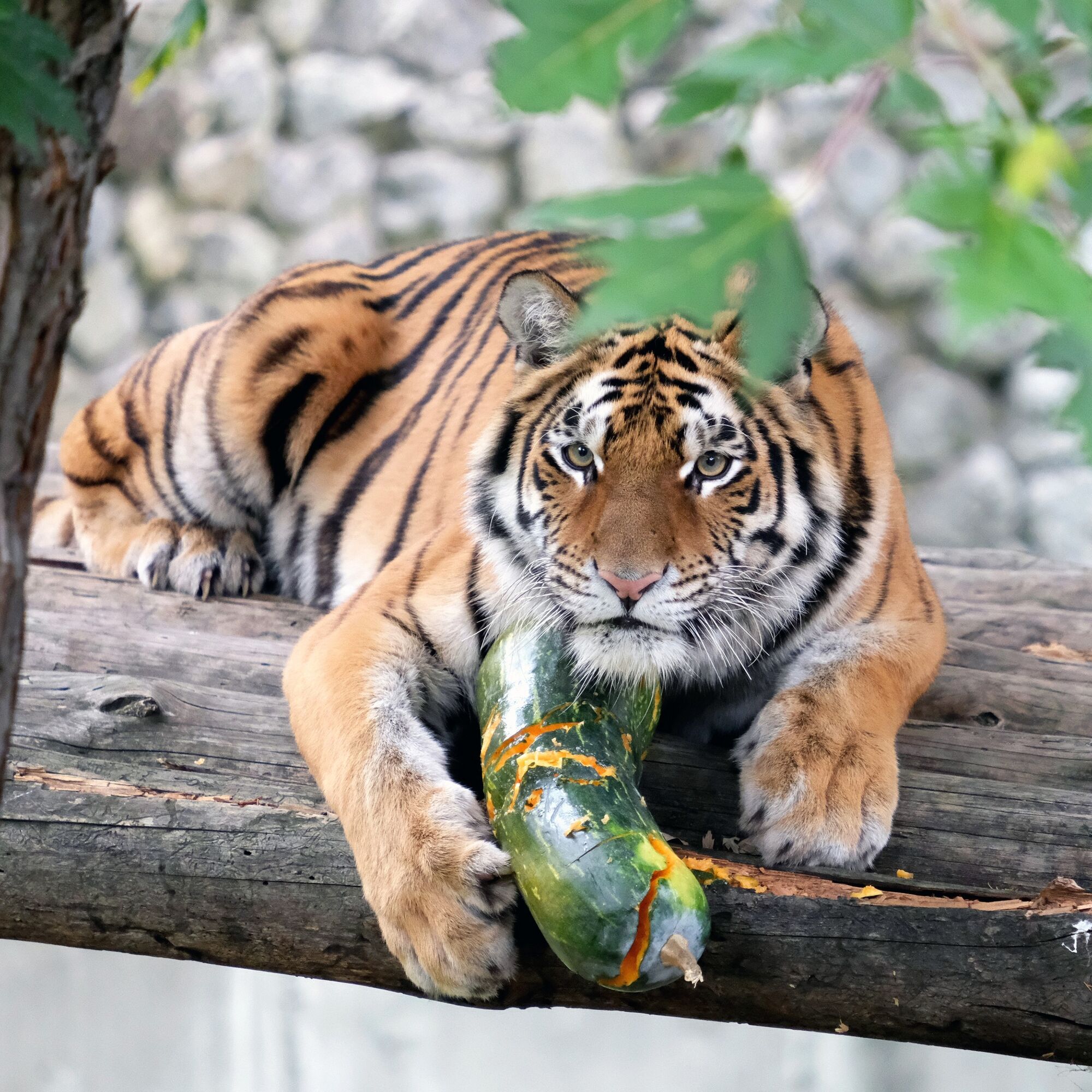 У Київському зоопарку розпочинають сезон Гарбузових вікендів: кого годуватимуть першими. Фото та відео