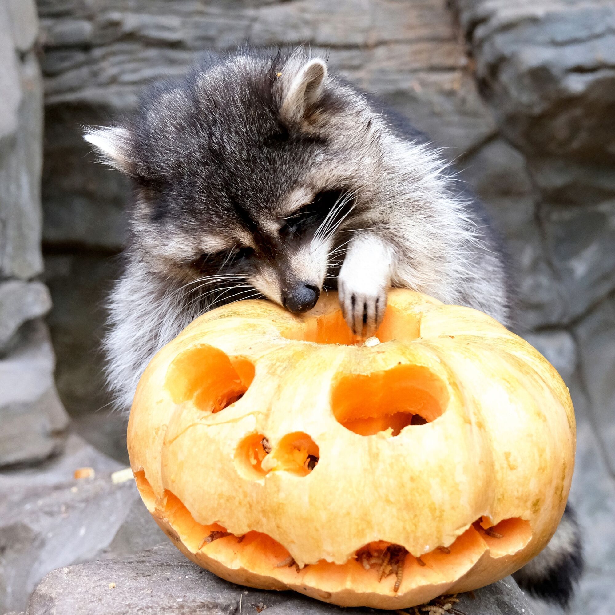 У Київському зоопарку розпочинають сезон Гарбузових вікендів: кого годуватимуть першими. Фото та відео