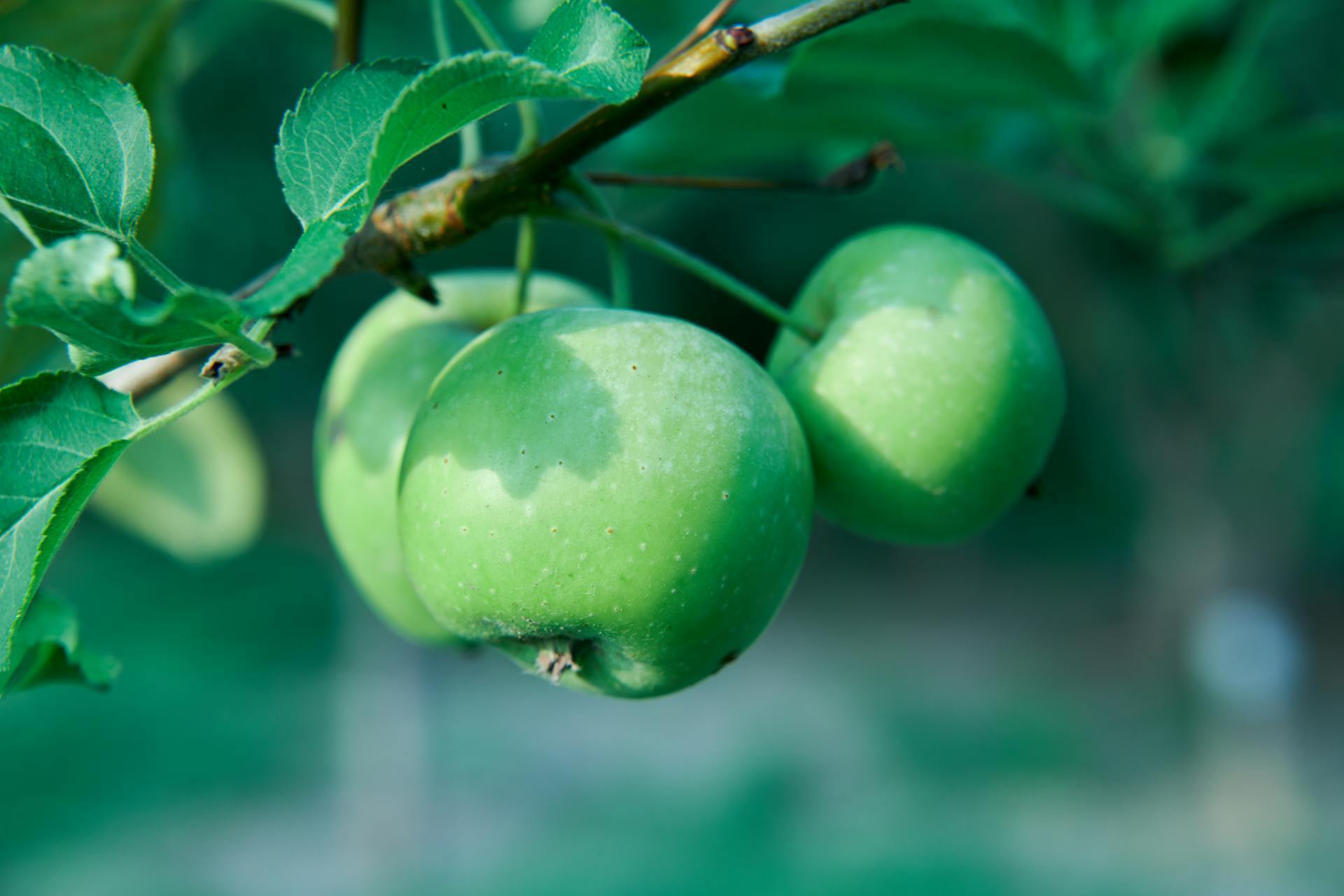 Урожай вас вразить: чим підживити яблуні на зиму