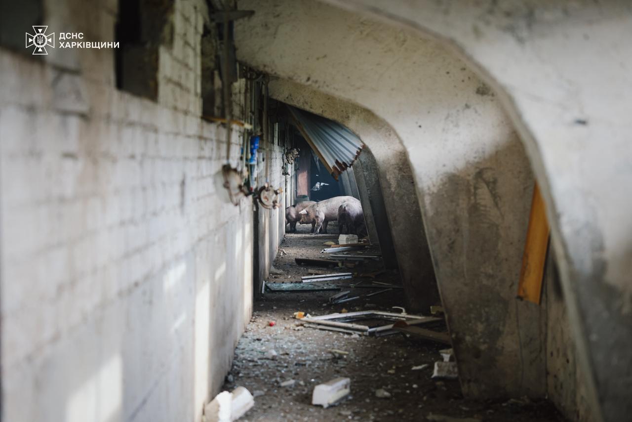 Оккупанты ударили по сельхозпредприятию на Харьковщине: погибли 13 тыс. свиней. Фото