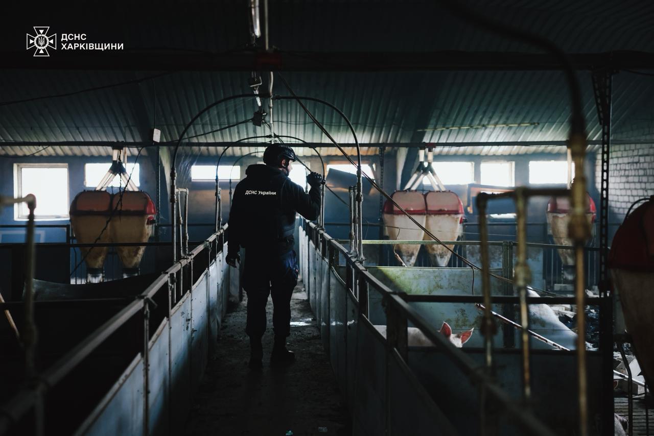 Оккупанты ударили по сельхозпредприятию на Харьковщине: погибли 13 тыс. свиней. Фото