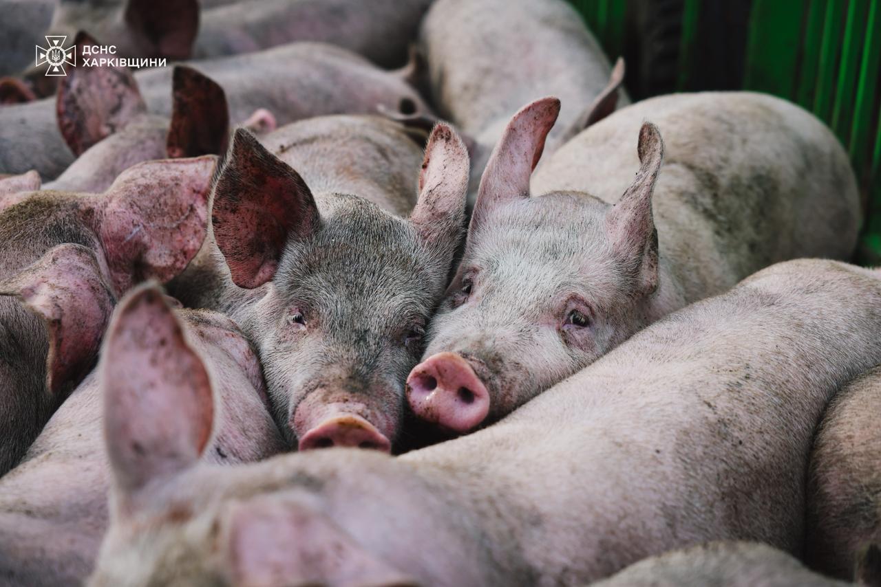 Оккупанты ударили по сельхозпредприятию на Харьковщине: погибли 13 тыс. свиней. Фото