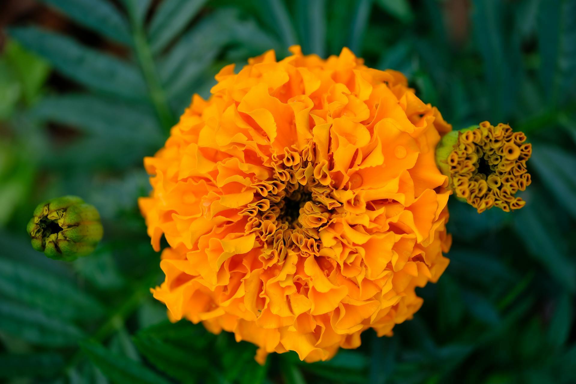 Как посадить бархатцы под зиму: зачем так делают