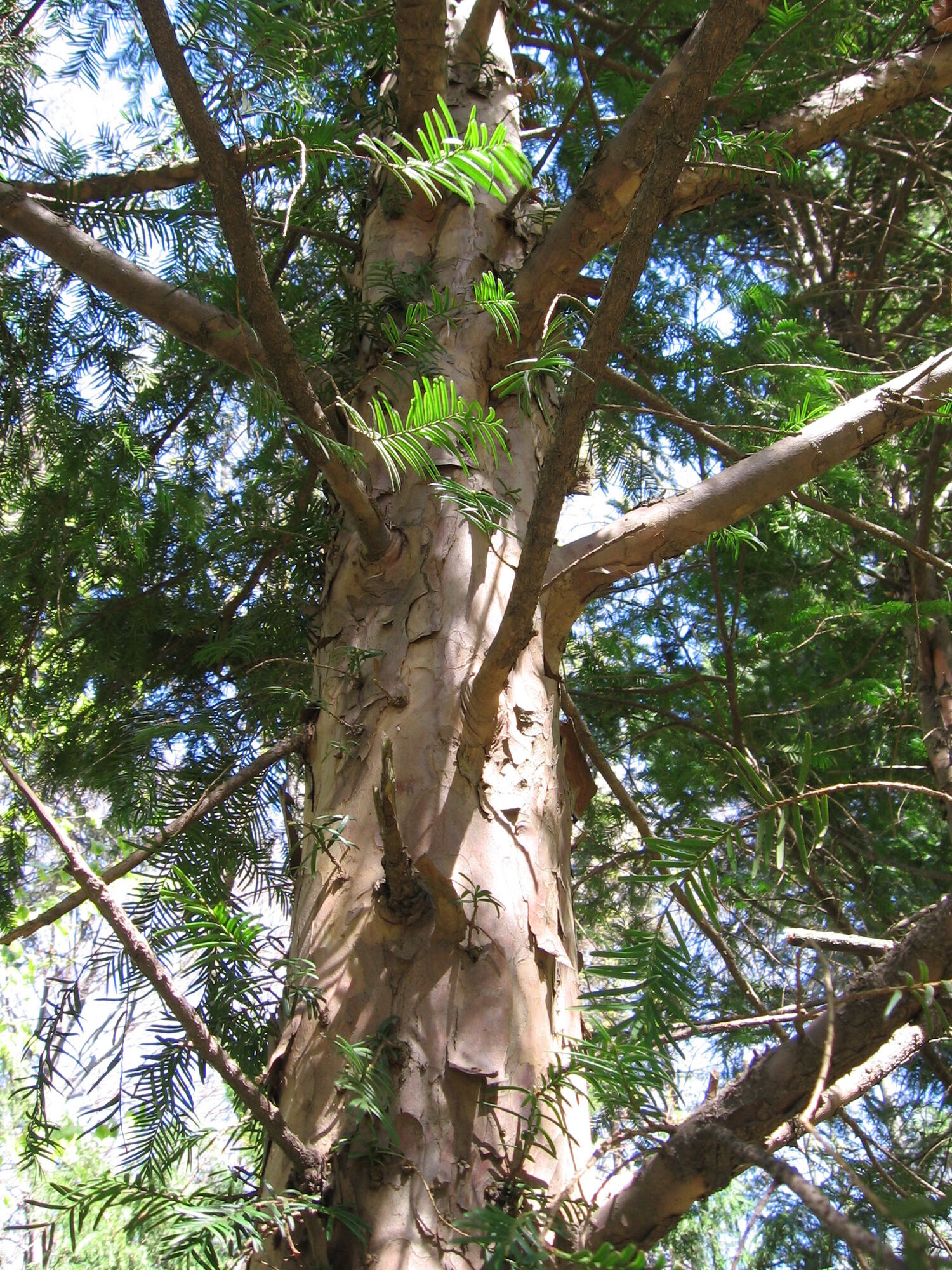 У лісах Україні росте смертельно небезпечне дерево: не можна навіть торкатися