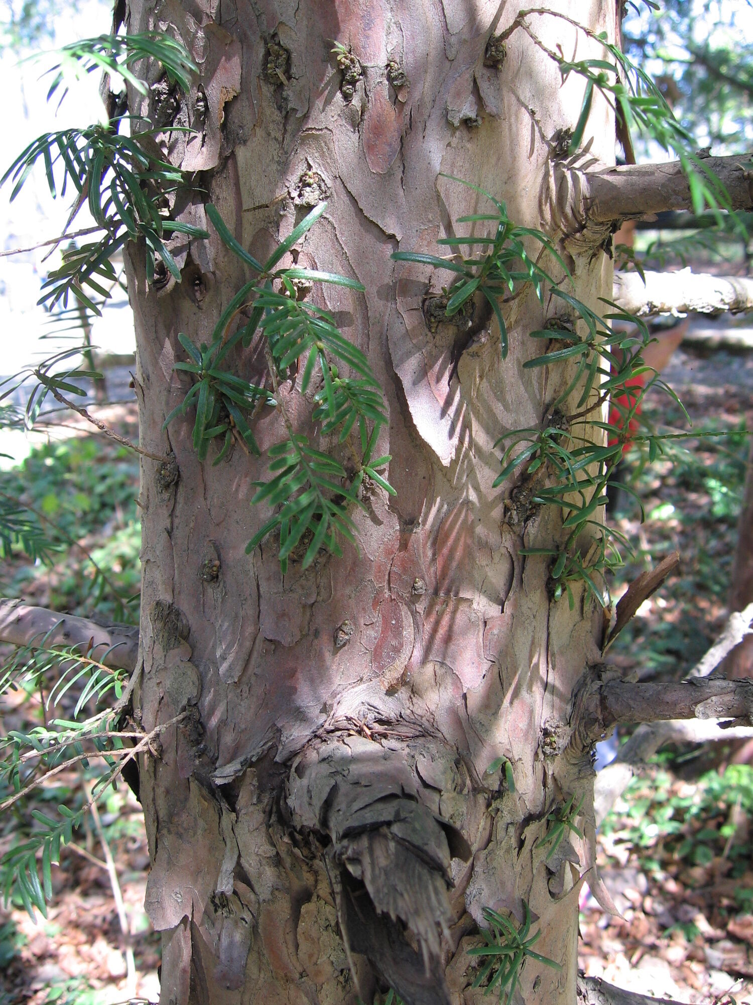 У лісах Україні росте смертельно небезпечне дерево: не можна навіть торкатися