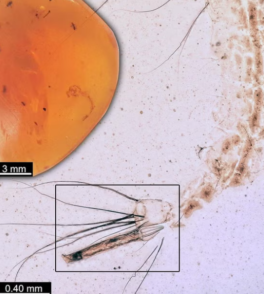 Комарі були вже за часів динозаврів: вчені знайшли личинку, якій близько 99 млн років. Фото