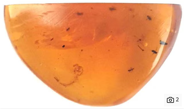 Комарі були вже за часів динозаврів: вчені знайшли личинку, якій близько 99 млн років. Фото