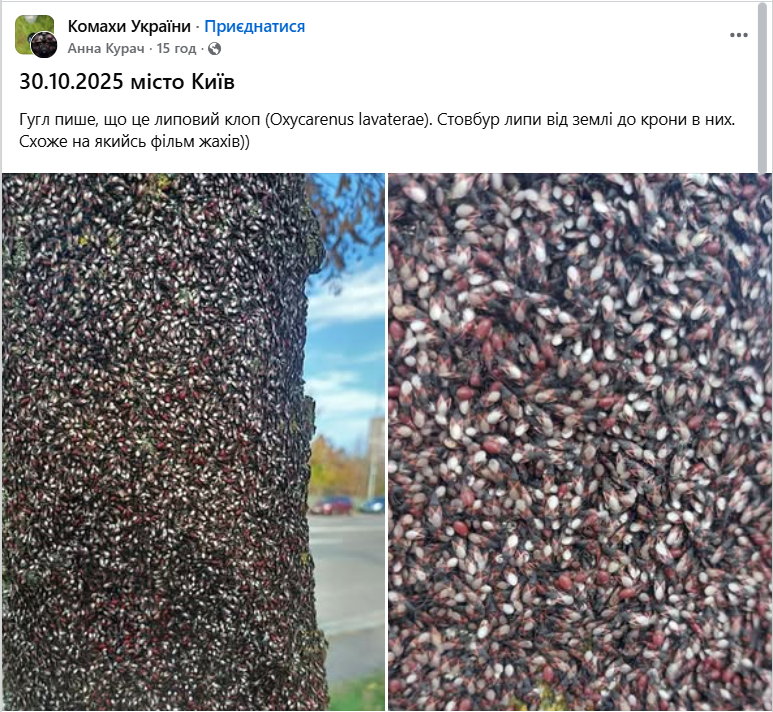 Похоже на фильм ужасов: в Киеве зафиксировали нашествие липовых клопов. Подробности и фото