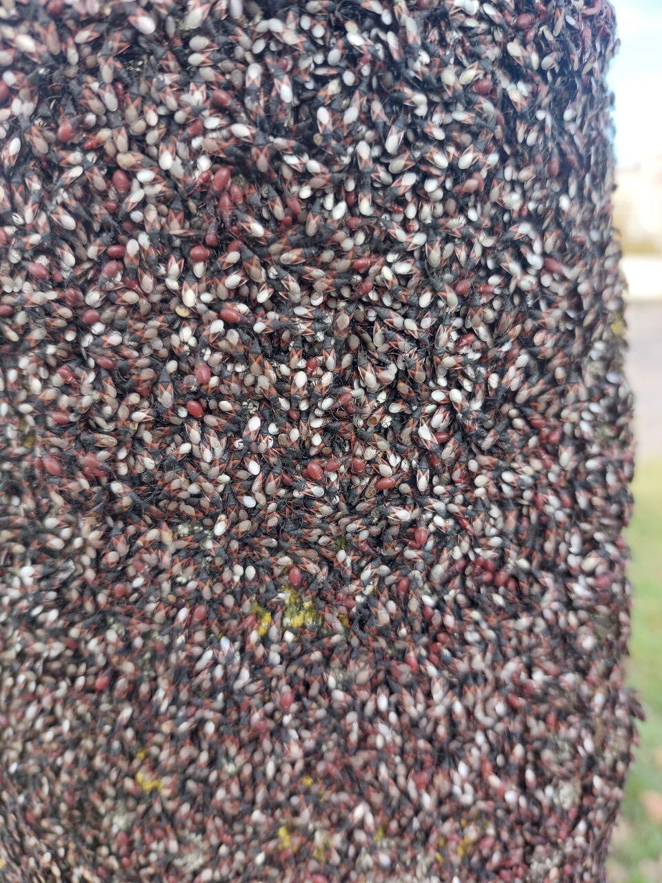 Похоже на фильм ужасов: в Киеве зафиксировали нашествие липовых клопов. Подробности и фото