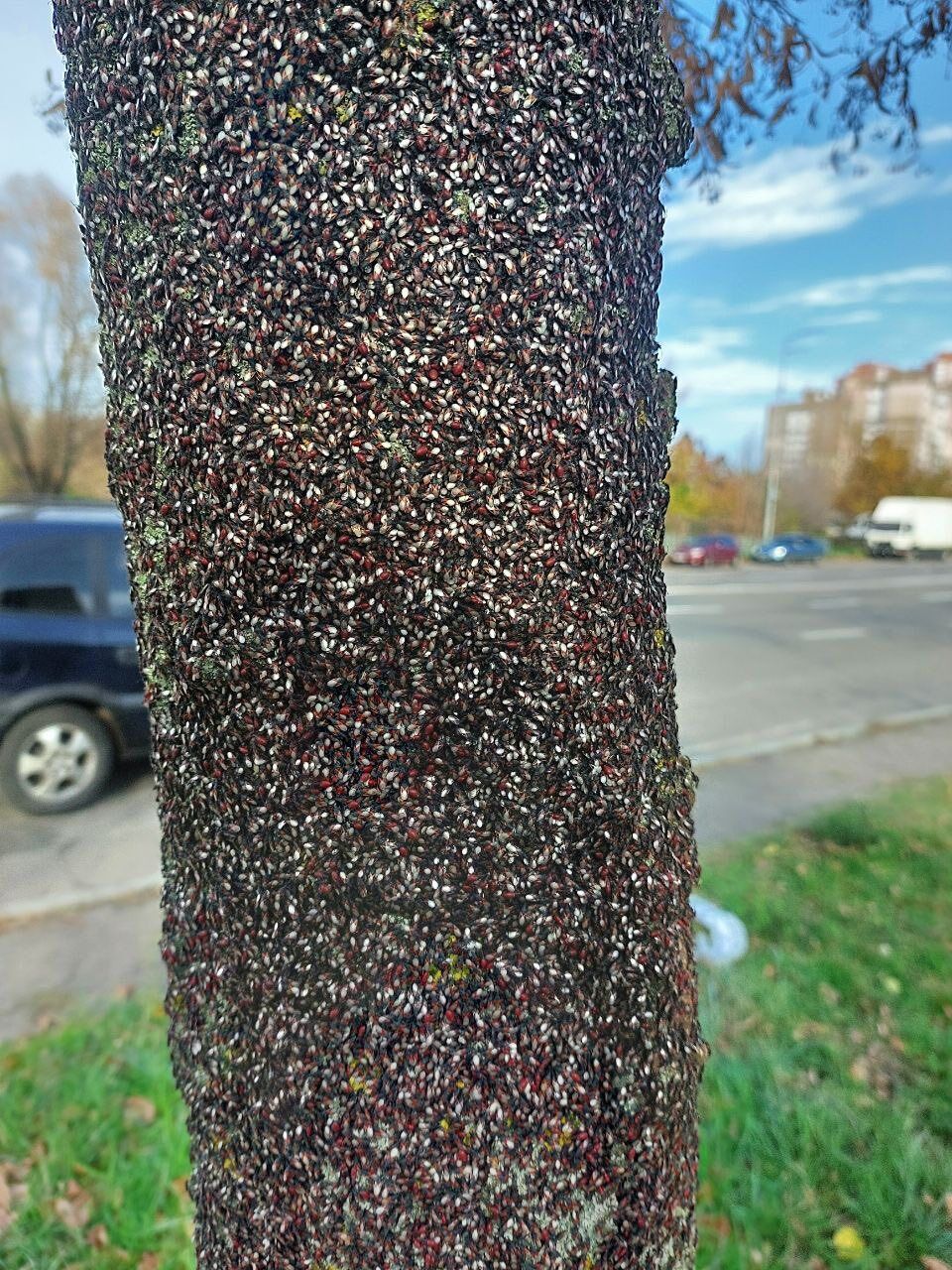 Похоже на фильм ужасов: в Киеве зафиксировали нашествие липовых клопов. Подробности и фото