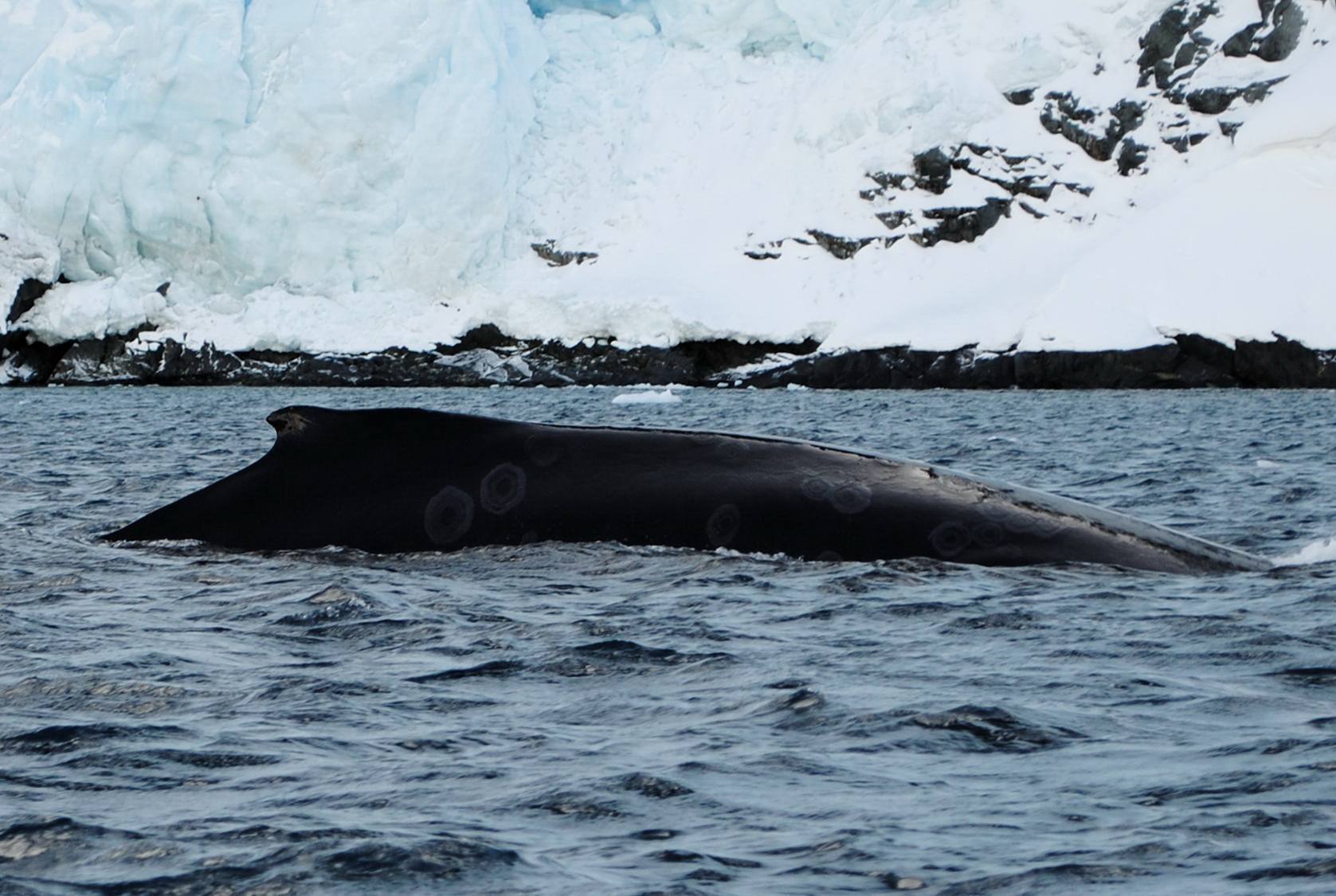 Українські полярники зафіксували раннє повернення горбатих китів до антарктичних вод. Фото