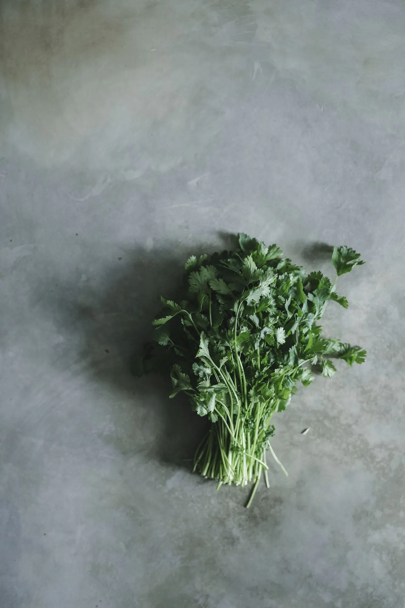 Заморожувати не варто: як краще зберігати кріп на зиму