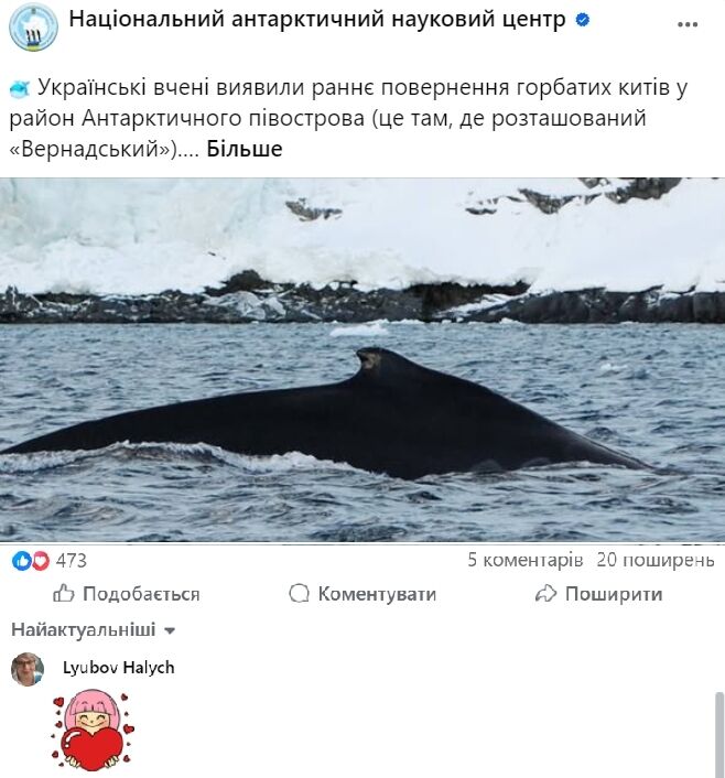 Українські полярники зафіксували раннє повернення горбатих китів до антарктичних вод. Фото