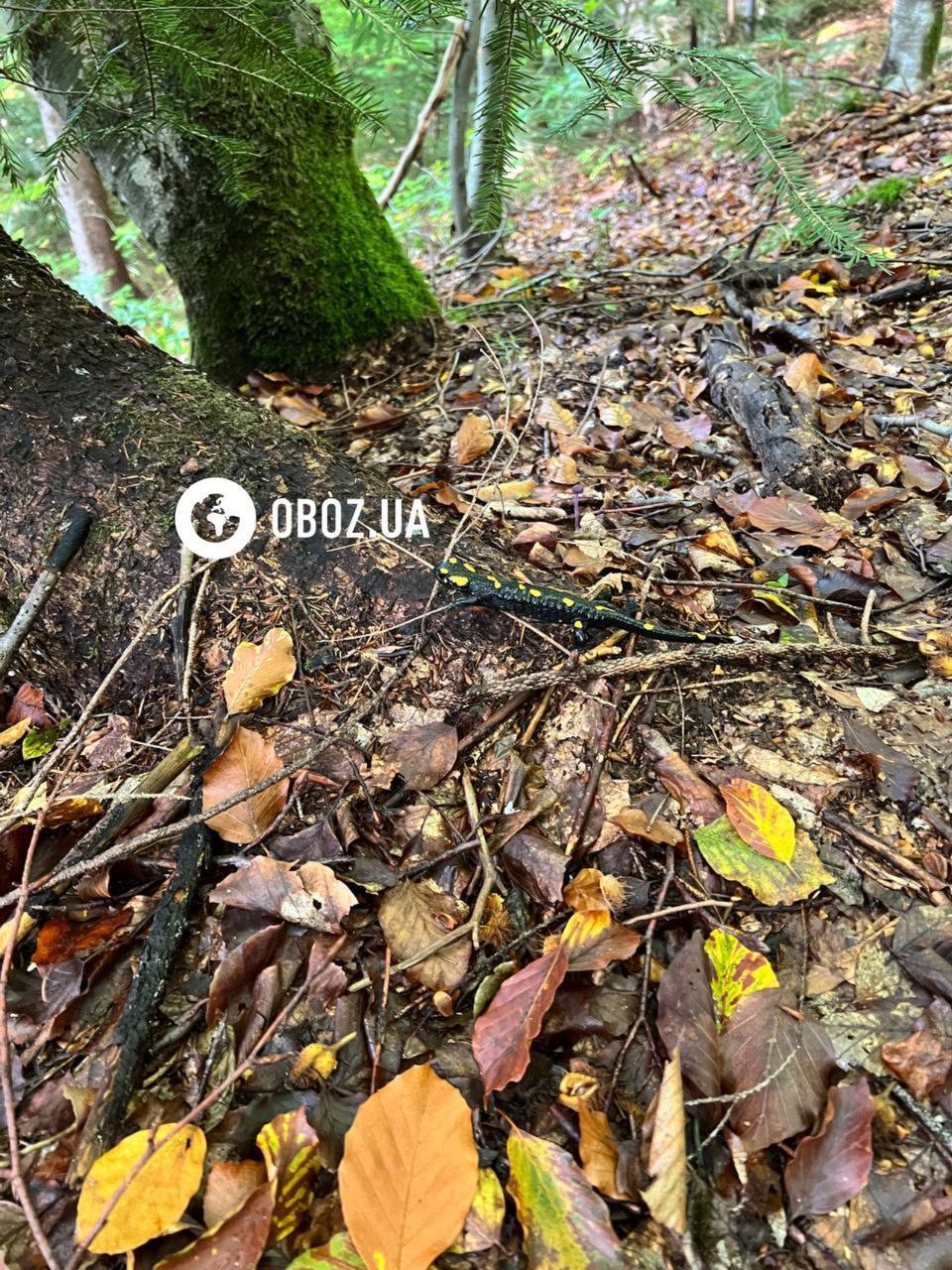 Руками лучше не трогать: в Карпатах заметили уникальную амфибию, кожа которой выделяет токсичную слизь. Фото и видео