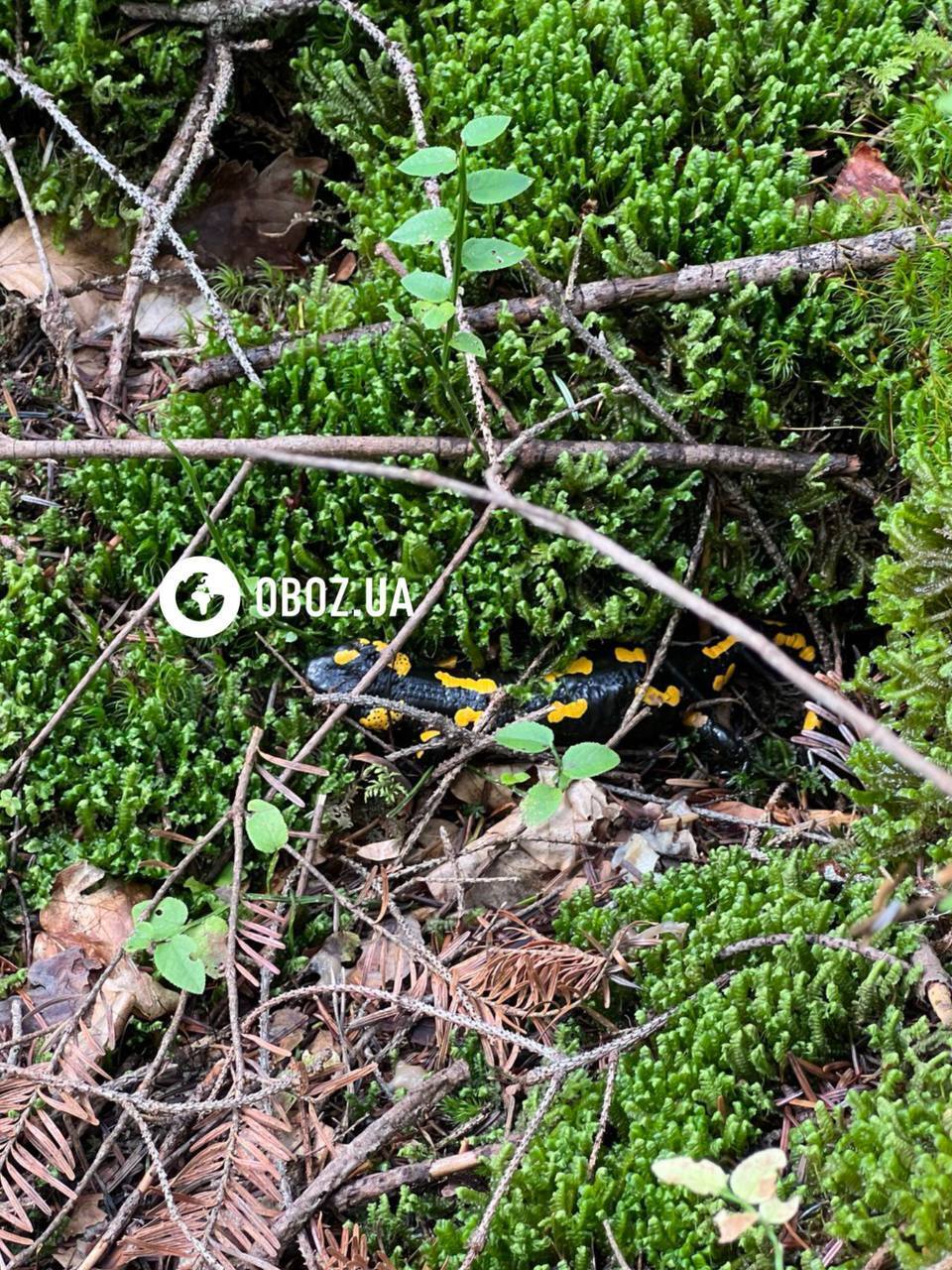 Руками лучше не трогать: в Карпатах заметили уникальную амфибию, кожа которой выделяет токсичную слизь. Фото и видео