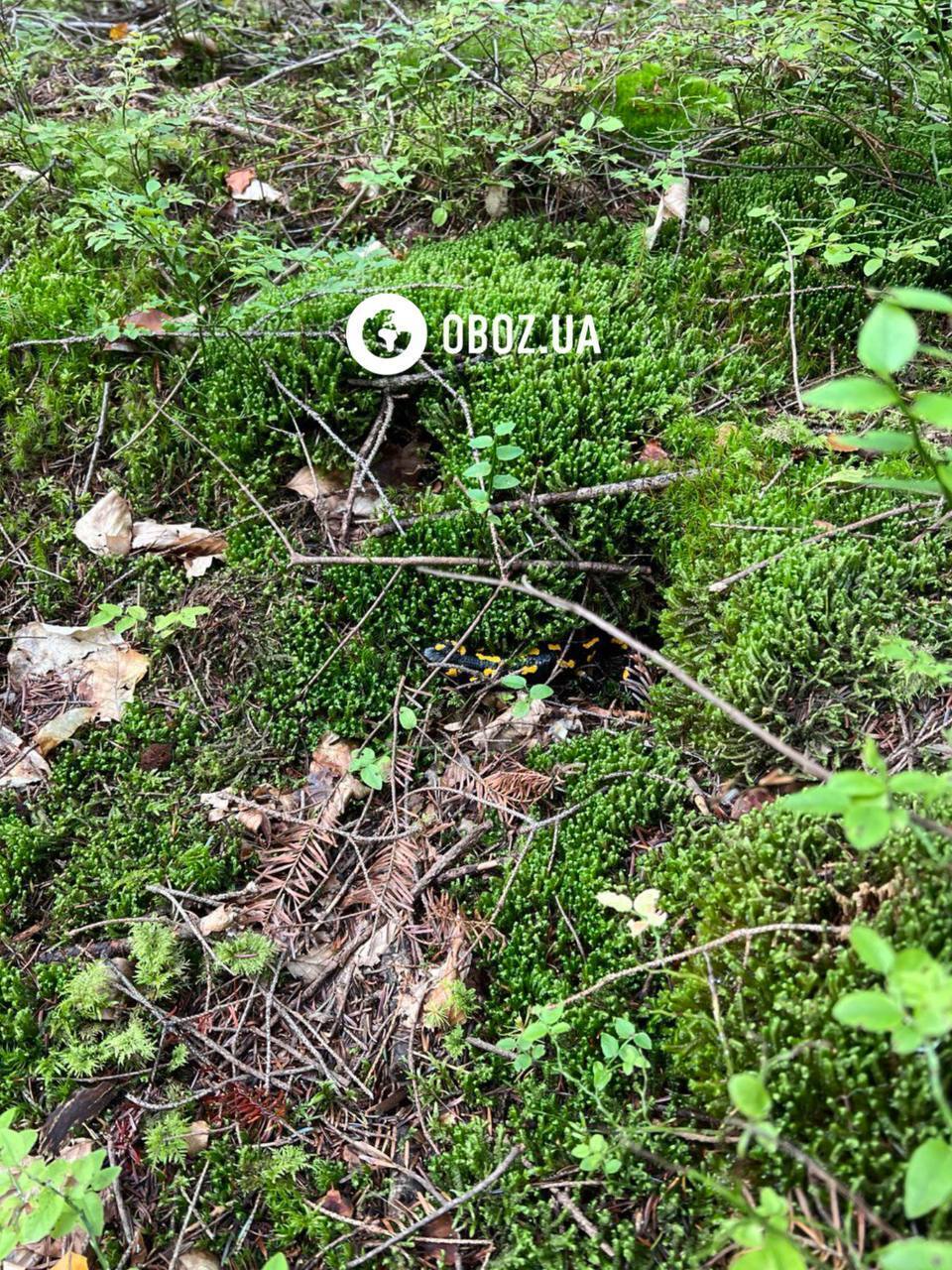 Руками лучше не трогать: в Карпатах заметили уникальную амфибию, кожа которой выделяет токсичную слизь. Фото и видео