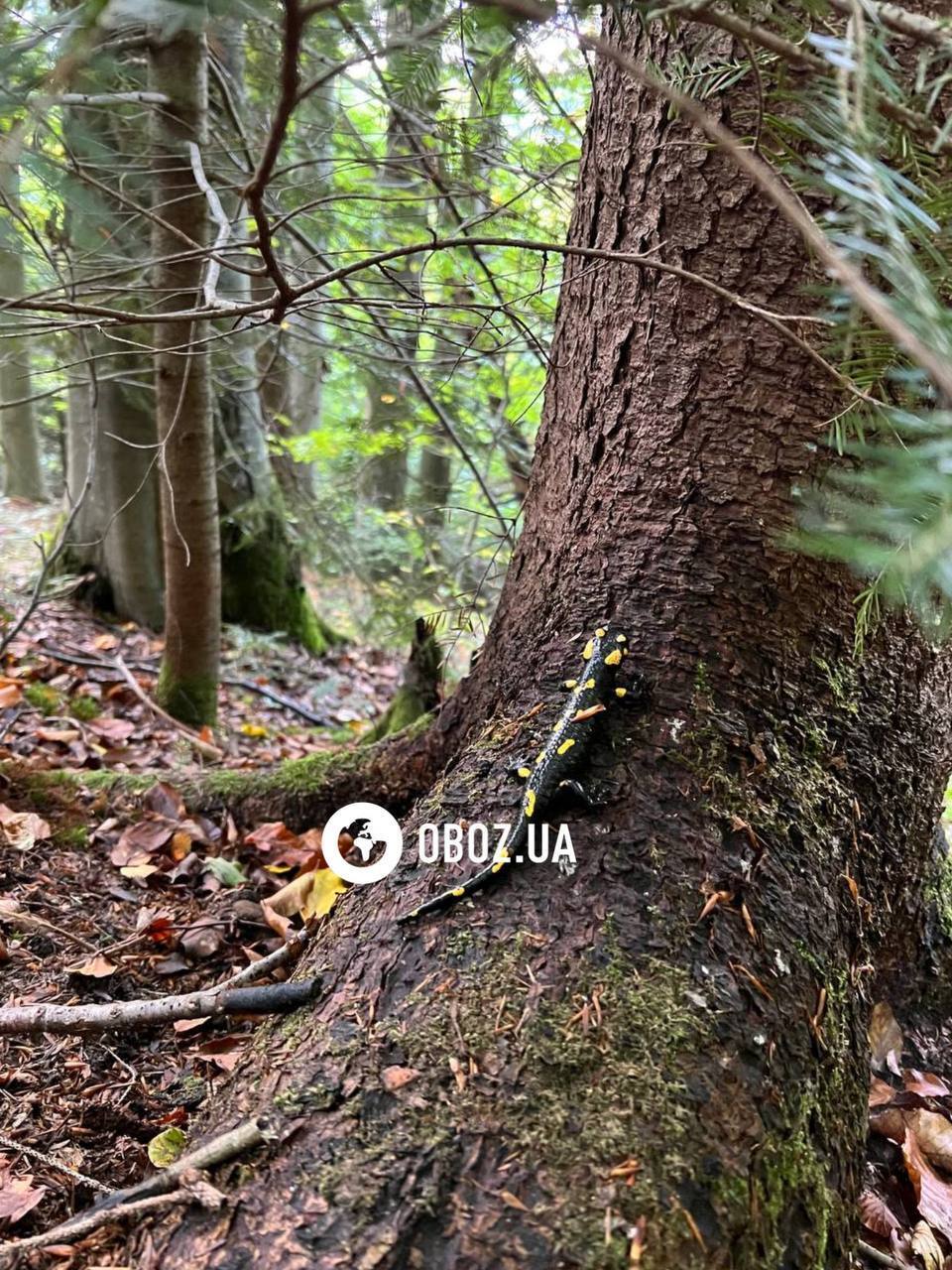 Руками лучше не трогать: в Карпатах заметили уникальную амфибию, кожа которой выделяет токсичную слизь. Фото и видео