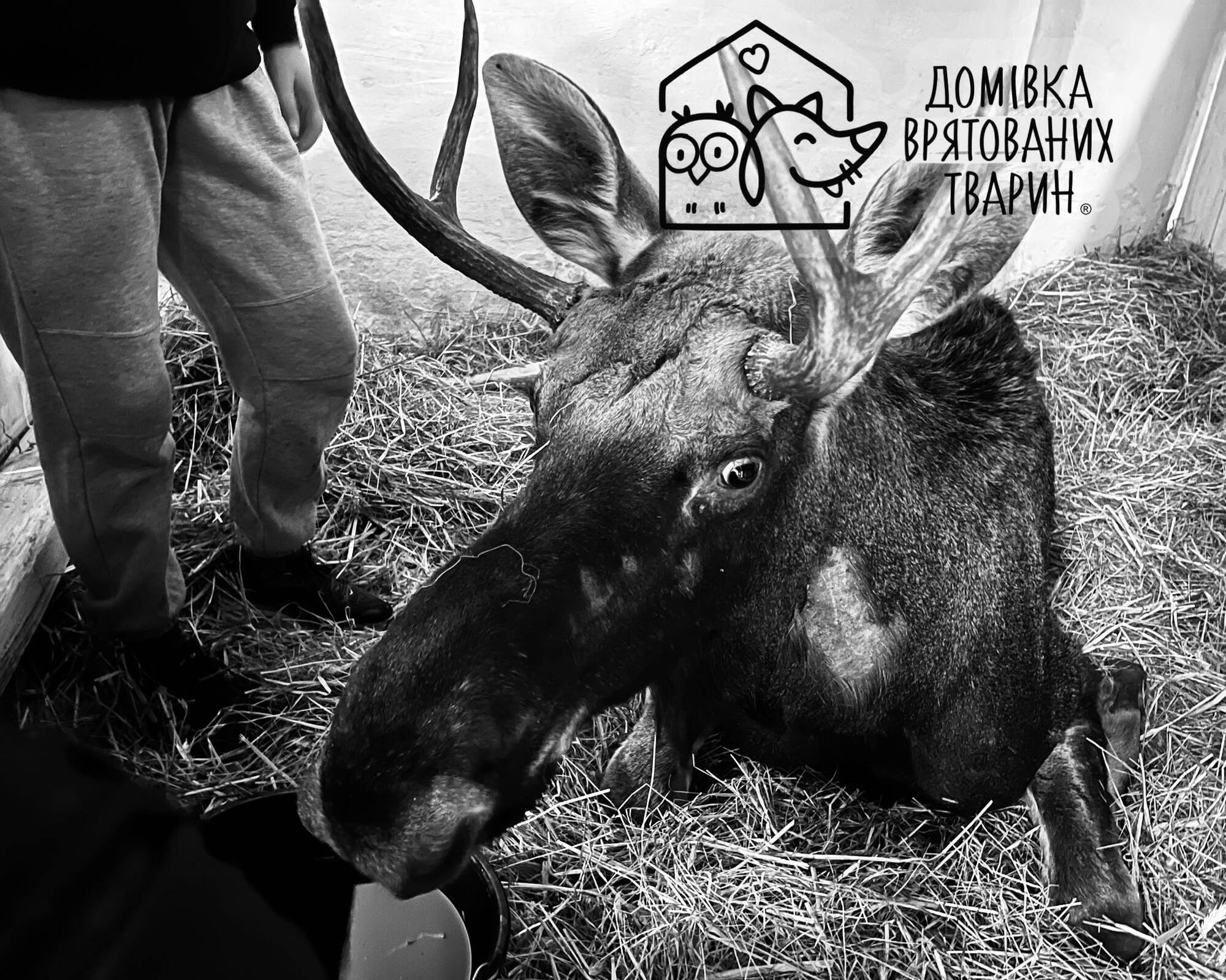 "Сердце не выдержало всего, что пережило": во Львове умер лось, которого спасли из болота в Ровенской области. Видео