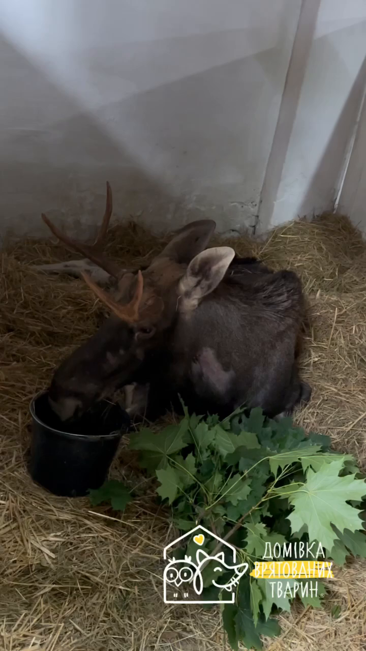 "Сердце не выдержало всего, что пережило": во Львове умер лось, которого спасли из болота в Ровенской области. Видео