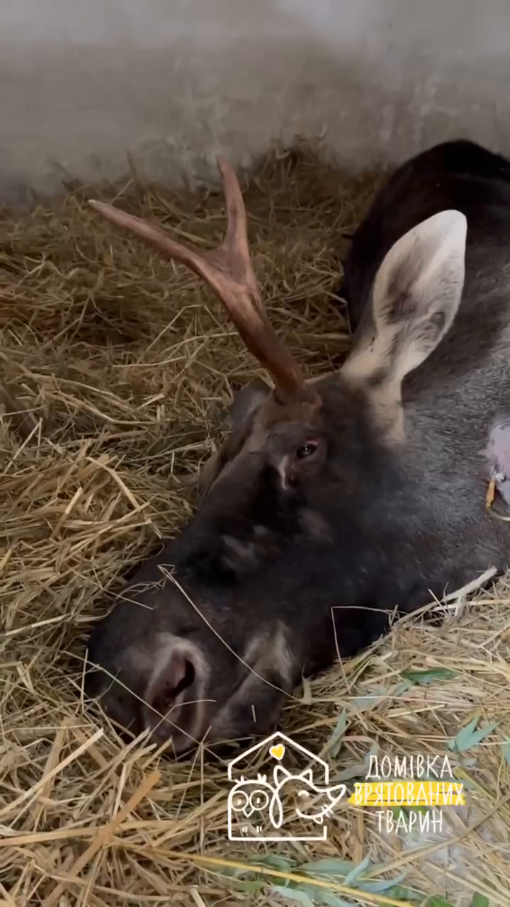 "Сердце не выдержало всего, что пережило": во Львове умер лось, которого спасли из болота в Ровенской области. Видео