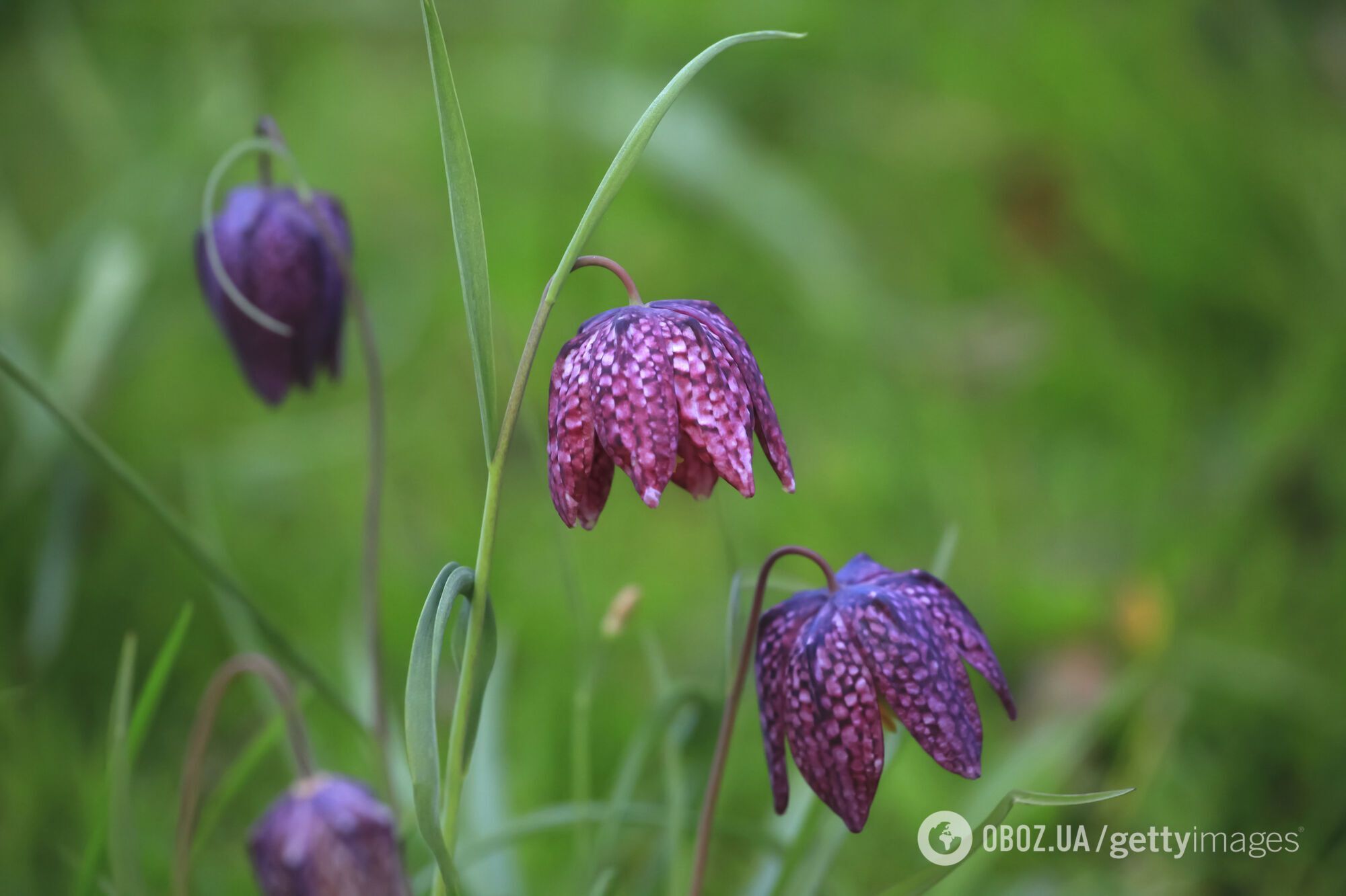 Какие цветы сажают в октябре: весной получите красочный сад