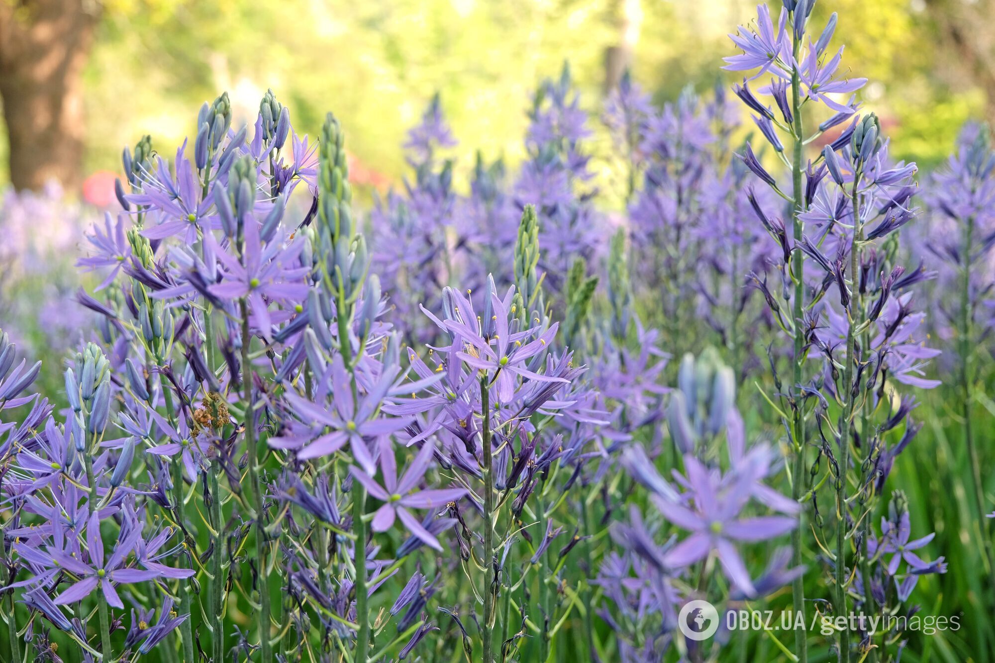 Какие цветы сажают в октябре: весной получите красочный сад