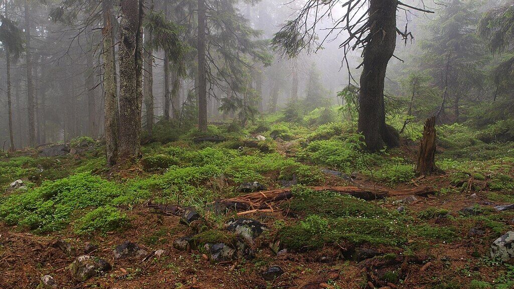 Карпати у 30-х роках: у мережі показали вид із гори Синяк