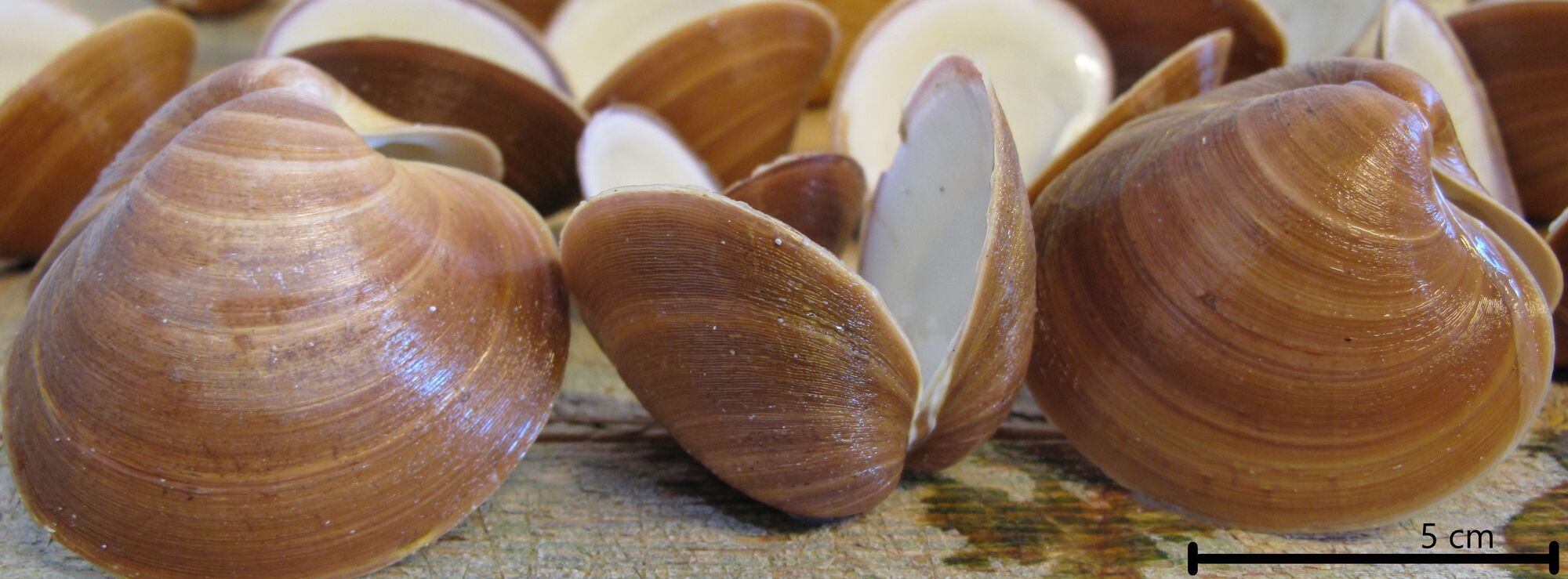 Європі загрожує новий льодовиковий період: які докази навели вчені