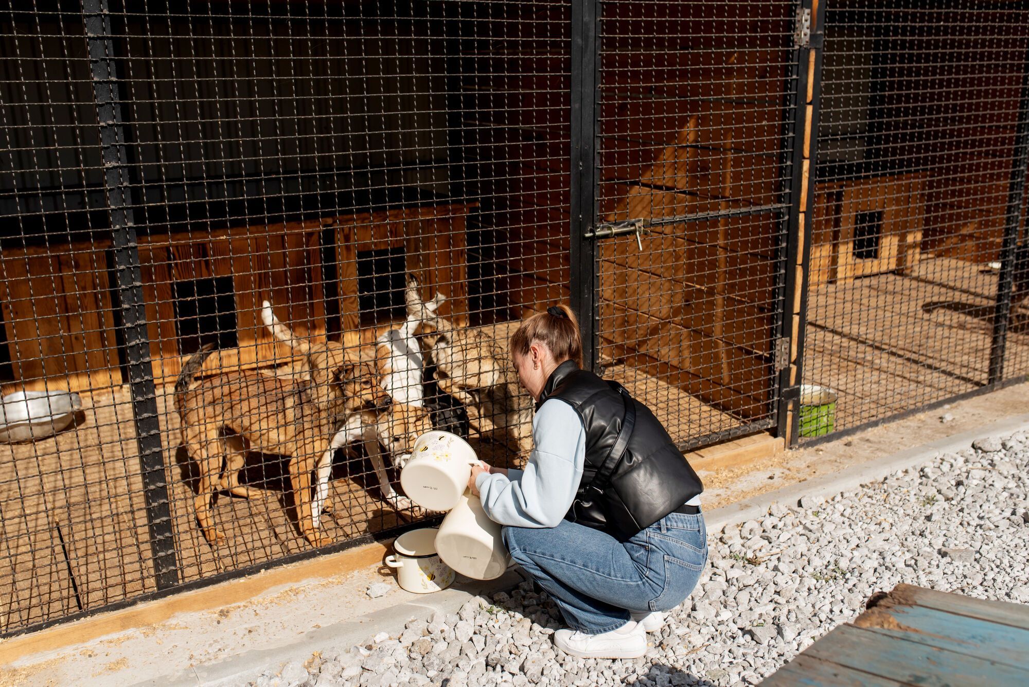2000 врятованих тварин: "Інтерпайп" Пінчука долучився до розвитку притулку для тварин