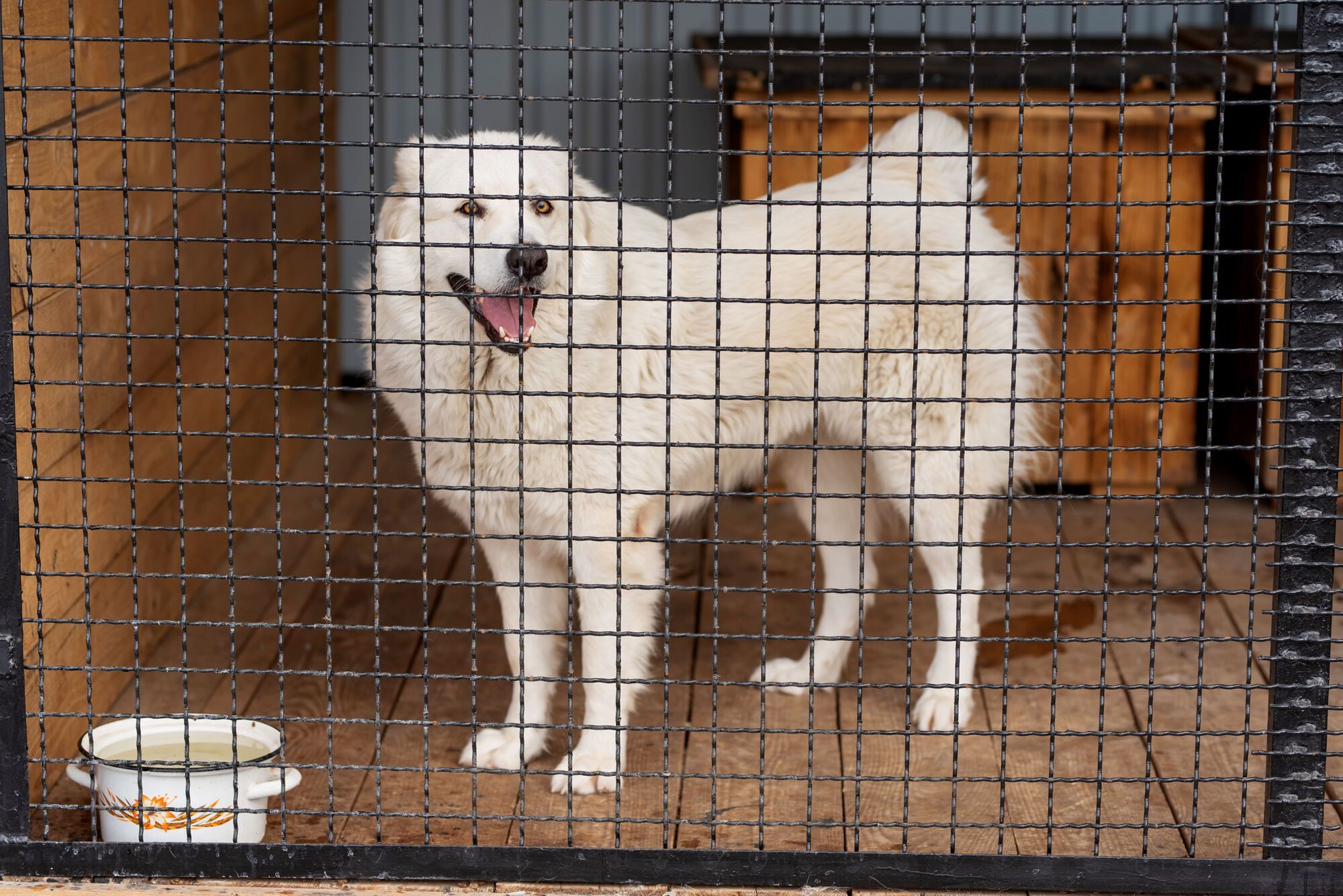 2000 врятованих тварин: "Інтерпайп" Пінчука долучився до розвитку притулку для тварин