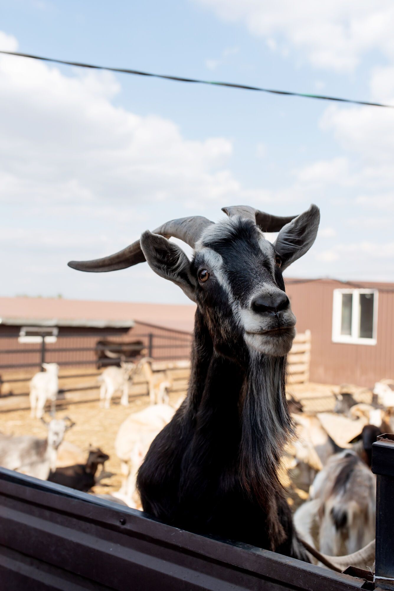 2000 врятованих тварин: "Інтерпайп" Пінчука долучився до розвитку притулку для тварин