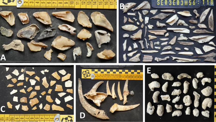 Вчені знайшли у гніздах птахів артефакти, яким близько 650 років. Фото